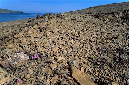 simsearch:841-03064566,k - Keen of Hamar National Nature Reserve, an important botanical reserve where the soil contains toxic metals, Unst, Shetland Islands, Scotland, United Kingdom, Europe Foto de stock - Con derechos protegidos, Código: 841-03064352