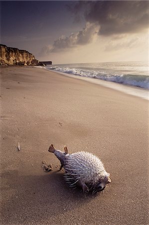 simsearch:841-02919544,k - Fish on the shore, Ras al Jinz (Ras al Junayz), Oman, Middle East Foto de stock - Con derechos protegidos, Código: 841-03064391