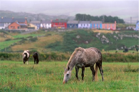 simsearch:841-06806655,k - Horses, Connemara and Tinker, and village of Allihies, Beara Peninsula, County Cork, Munster, Republic of Ireland, Europe Stock Photo - Rights-Managed, Code: 841-03064464