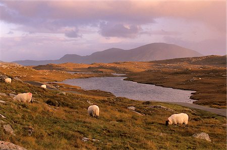 North Harris Hills near Govig (Gobhaigh), sheep and lochan, North Harris, Outer Hebrides, Scotland, United Kingdom, Europe Stock Photo - Rights-Managed, Code: 841-03064572