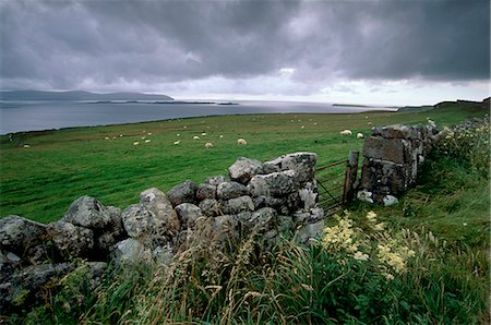 scotland sheep - Loch Bay and islands, near Stein, Waternish peninsula in the north-west, Isle of Skye, Inner Hebrides, Scotland, United Kingdom, Europe Stock Photo - Rights-Managed, Code: 841-03064741