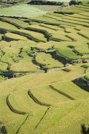 simsearch:841-03031792,k - Terraced rice fields, Paro, Bhutan, Asia Stock Photo - Rights-Managed, Code: 841-03064998