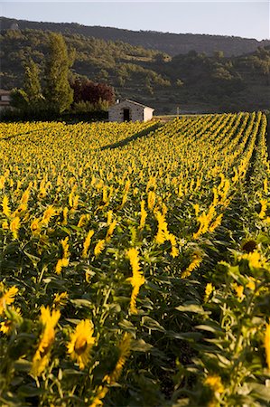 provence sunflower - Tournesols, Provence, France, Europe Photographie de stock - Rights-Managed, Code: 841-03065038