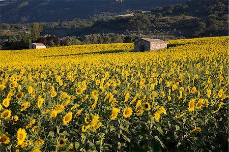 sunflowers in france - Sunflowers, Provence, France, Europe Stock Photo - Rights-Managed, Code: 841-03065039