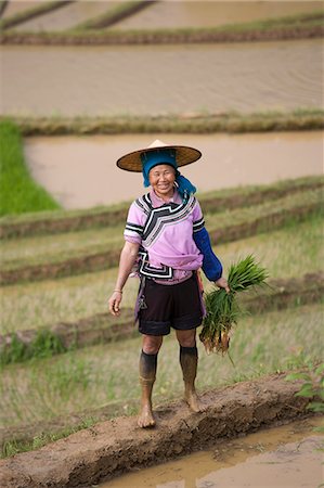 Rizières en terrasse de Yuanyang, Yunnan Province, Chine, Asie Photographie de stock - Rights-Managed, Code: 841-03065069