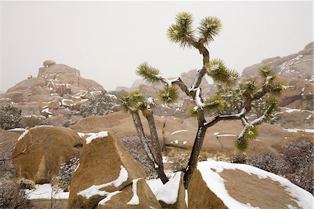 Rare winter snowfall, Hidden Valley, Joshua Tree National Park, California, United States of America, North America Foto de stock - Con derechos protegidos, Código: 841-03066225