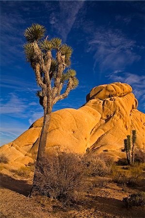 Joshua tree, zone de roches Jumbo, Joshua Tree National Park, California, États-Unis d'Amérique, l'Amérique du Nord Photographie de stock - Rights-Managed, Code: 841-03066309