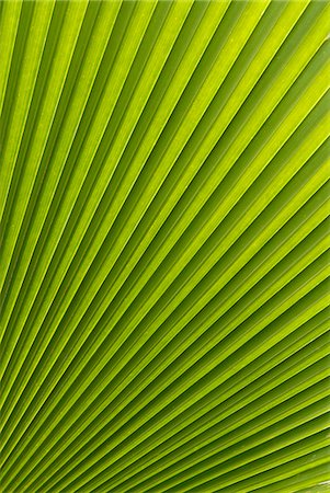 simsearch:841-06341368,k - Palm leaf, Botanical Gardens, Georgetown, Penang, Malaysia, Southeast Asia, Asia Foto de stock - Direito Controlado, Número: 841-03066817