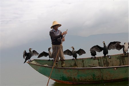 Cormorant fisherman with his birds, Erhai Lake, Dali, Yunnan, China, Asia Stock Photo - Rights-Managed, Code: 841-03066841