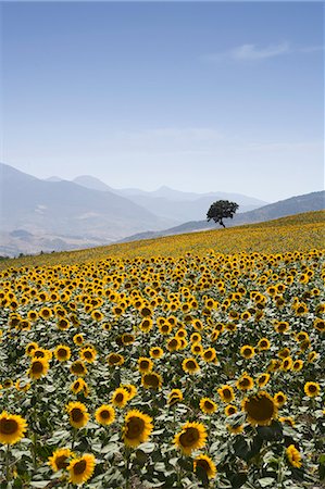 sunflower fields andalucia spain - Tournesols, près de Ronda, Andalousie, Espagne, Europe Photographie de stock - Rights-Managed, Code: 841-03066856