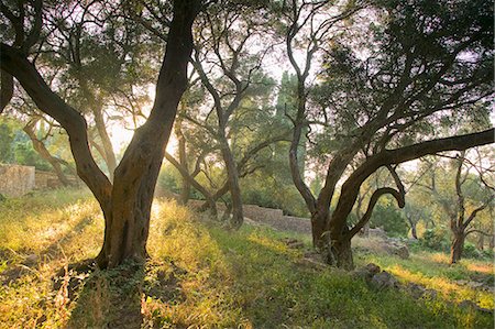 Evening light shining through olive trees, Paxos, Ionian Islands, Greek Islands, Greece, Europe Stock Photo - Rights-Managed, Code: 841-03066863