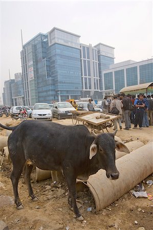 Cow in front of new buildings, Tech center 50km from Delhi at Gurgaon, Harayana state, India, Asia Stock Photo - Rights-Managed, Code: 841-03066982