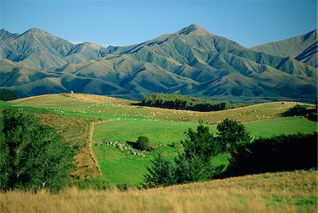 simsearch:841-03055126,k - Sheep in fields on the downs, and mountains behind, north of Geraldine, SW Canterbury Plains, South Island, New Zealand, Pacific Stock Photo - Rights-Managed, Code: 841-03067278