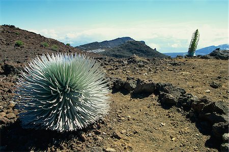 Silverswords growing in the vast crater of Haleakala, the world's largest dormant volcano, Maui, Hawaii, Hawaiian Islands, United States of America, North America Foto de stock - Con derechos protegidos, Código: 841-03067369