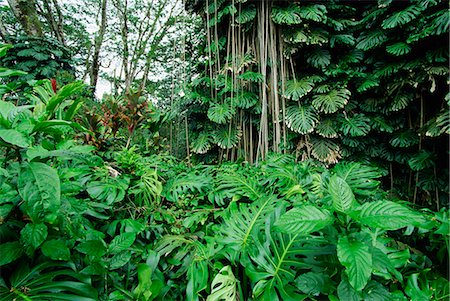 Lush vegetation at Akaka Falls, the warmth, high rainfall and fertile volcanic soils of the east coast create rich forests, Big Island, Hawaii, United States of America, Pacific, North America Stock Photo - Rights-Managed, Code: 841-03067361