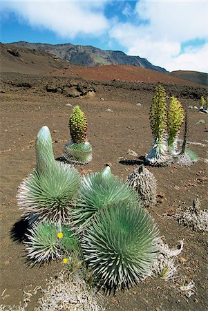 Silversword growing in the vast crater of Haleakala, the worlds largest dormant volcano, unique to Hawaii it flowers once then dies, Maui, Hawaii, United States of America, North America Stock Photo - Rights-Managed, Code: 841-03067371