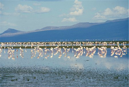 simsearch:841-03673623,k - Les flamands roses, Tanzanie, Afrique de l'est, Afrique Photographie de stock - Rights-Managed, Code: 841-03067396