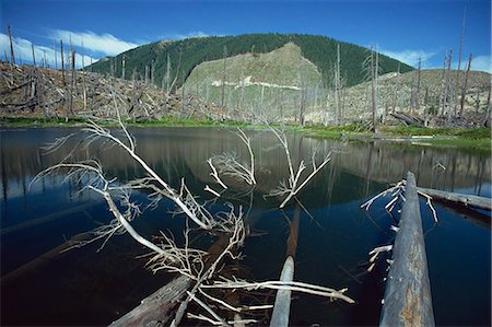 simsearch:841-05784245,k - Ryan Lake and some of the millions of trees flattened by eruption of 1980, Mount St. Helens National Volcanic Monument, Washington State, United States of America, North America Foto de stock - Con derechos protegidos, Código: 841-03067451