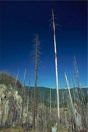 simsearch:841-05784245,k - Forest north of Mount St. Helens National Volcanic Monument, damaged by the eruption of 1980, Washington State, United States of America, North America Foto de stock - Con derechos protegidos, Código: 841-03067469