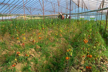 simsearch:841-03067502,k - Tomates en serre commerciale importante, près de Kursunlu, près d'Antalya, Anatolie, Turquie, Asie mineure, Eurasie Photographie de stock - Rights-Managed, Code: 841-03067503