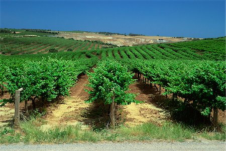 south australia - Coriole Winery, McLaren Vale, South Australia, Australia, Pacific Stock Photo - Rights-Managed, Code: 841-03067528