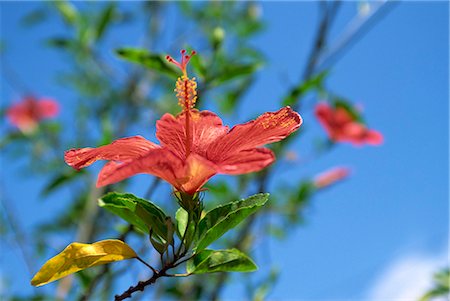 Close-up of red hibiscus flower at Churuquite Grande in Cocle Province, Central Panama, Central America Stock Photo - Rights-Managed, Code: 841-03067546