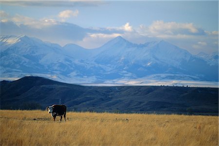 simsearch:841-02902985,k - Looking west towards the Rocky Mountains from Big Timber, Sweet Grass County, southern Montana, Montana, United States of America, North America Foto de stock - Direito Controlado, Número: 841-03067614