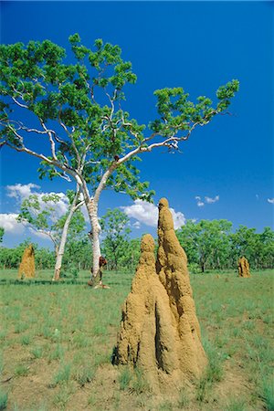 Huge termite nests or 'cathedrals' at 'The Top End', Kakadu National Park, Northern Territory, Australia Stock Photo - Rights-Managed, Code: 841-03067684