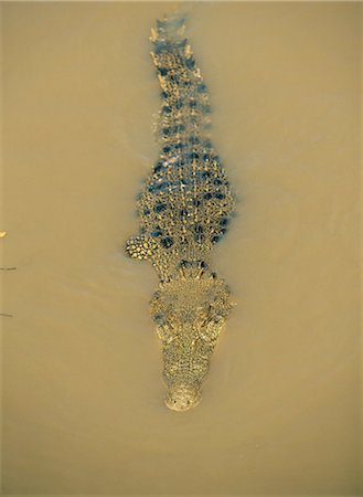 Estuarine crocodile in the Adelaide River, Northern Territory, Australia, Pacific Fotografie stock - Rights-Managed, Codice: 841-03067682
