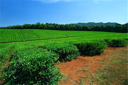 Tea plantation by the Palmerston Highway, near Nerada, Atherton Tableland, Queensland, Australia, Pacific Fotografie stock - Rights-Managed, Codice: 841-03067697