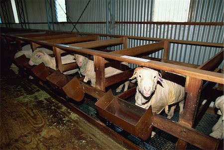 Sheep kept indoors to produce finer wool at the Wimmera Wool Factory, a community project at Horsham, Victoria, Australia, Pacific Stock Photo - Rights-Managed, Code: 841-03067725