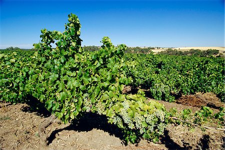 simsearch:841-02832461,k - Vines at a winery vineyard, Barossa Valley, South Australia, Australia Stock Photo - Rights-Managed, Code: 841-03067722