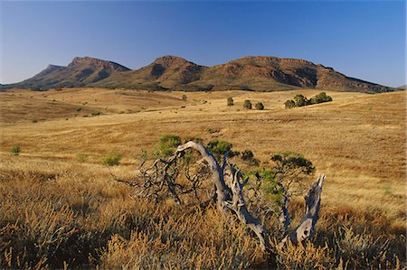 simsearch:841-02705342,k - Gnarled tree and east escarpment of Wilpena Pound, a huge natural basin in the Flinders Ranges National Park, South Australia, Australia Stock Photo - Rights-Managed, Code: 841-03067730