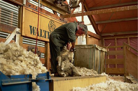 shearing sheep - Demonstration of traditional sheep-shearing with clippers at Walter Peak, a famous old sheep station, western Otago, South Island, New Zealand, Pacific Stock Photo - Rights-Managed, Code: 841-03067752