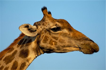 simsearch:841-03060897,k - Head of a giraffe (Giraffa camelopardalis), South Africa, Africa Stock Photo - Rights-Managed, Code: 841-03060778