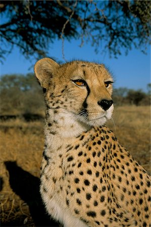 simsearch:841-03060952,k - Cheetah (Acinonyx jubatus) in captivity, Namibia, Africa Foto de stock - Con derechos protegidos, Código: 841-03060788