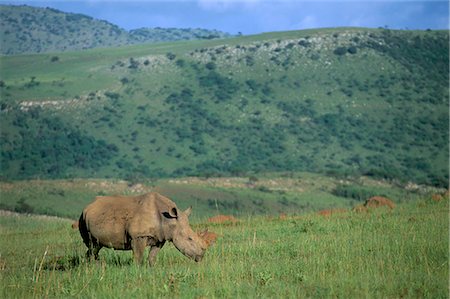 rhinocéros blanc - White rhino (Ceratotherium simum), réserve de gibier de Itala, KwaZulu Natal, Afrique du Sud, Afrique Photographie de stock - Rights-Managed, Code: 841-03060789