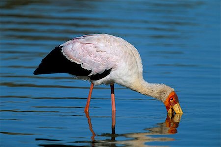 simsearch:841-03490033,k - Yellow-billed stork (Mycteria ibis), Kruger National Park, South Africa, Africa Foto de stock - Con derechos protegidos, Código: 841-03060781