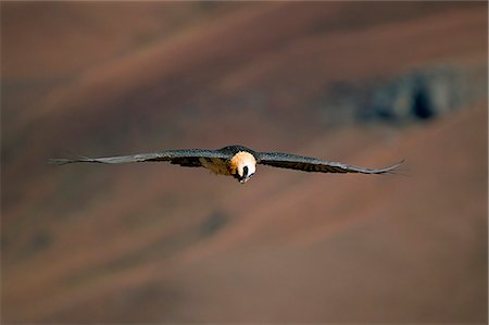 simsearch:841-03490033,k - Lammergeier (bearded vulture) (Gypaetus barbatus) in flight, Giant's Castle, KwaZulu Natal, South Africa, Africa Foto de stock - Con derechos protegidos, Código: 841-03060782