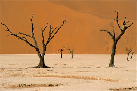 dead tree in desert - Dead Vlei, Sossusvlei dune field, Namib-Naukluft Park, Namib Desert, Namibia, Africa Stock Photo - Rights-Managed, Code: 841-03060783