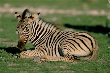 simsearch:841-03060864,k - Foal of Burchell's (Plains) zebra (Equus burchelli), Etosha National Park, Namibia, Africa Foto de stock - Con derechos protegidos, Código: 841-03060797
