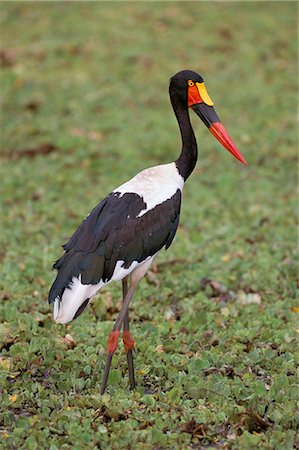 simsearch:841-02944224,k - Female saddlebilled stork (Ephippiorhynchus senegalensis), Kruger Park, South Africa, Africa Foto de stock - Con derechos protegidos, Código: 841-03060798