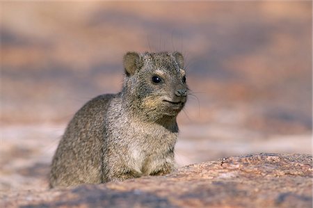 simsearch:841-03060964,k - Rock hyrax (dassie) (Procavia johnstonia), Augrables National Park, South Africa, Africa Foto de stock - Con derechos protegidos, Código: 841-03060790