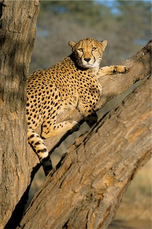 simsearch:841-03057008,k - Cheetah (Acinonyx jubatus) up a tree in captivity, Namibia, Africa Foto de stock - Con derechos protegidos, Código: 841-03060791