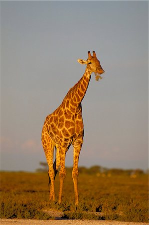 simsearch:841-03060864,k - Giraffe (Giraffa camelopardalis) grazing, Etosha National Park, Namibia, Africa Foto de stock - Con derechos protegidos, Código: 841-03060793