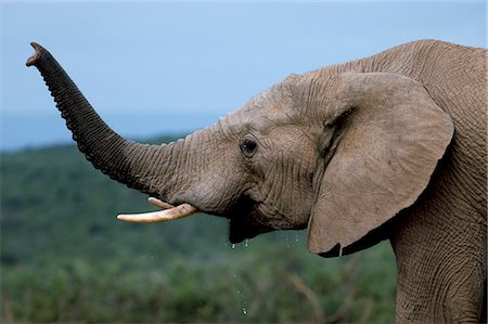 simsearch:841-06499731,k - African elephant (Loxodonta africana) scenting danger, Addo National Park, South Africa, Africa Foto de stock - Con derechos protegidos, Código: 841-03060816