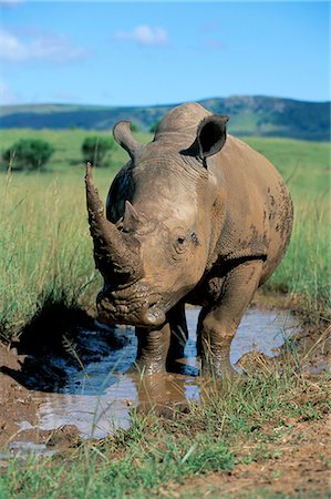 simsearch:841-02925442,k - White rhino (Ceratotherium simum) cooling off, Itala Game Reserve, South Africa, Africa Stock Photo - Rights-Managed, Code: 841-03060820