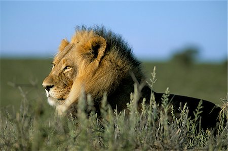 simsearch:841-03060833,k - Lion (Panthera leo), Kalahari Gemsbok Park, Afrique du Sud, Afrique Photographie de stock - Rights-Managed, Code: 841-03060823