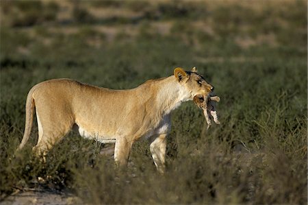 female lion with cubs - Lioness (Panthera leo) carrying cub to safety, Kalahari Gemsbok Park, South Africa, Africa Stock Photo - Rights-Managed, Code: 841-03060830