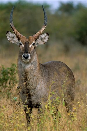 Waterbuck (Kobus ellipsiprymnus), Kruger National Park, South Africa, Africa Stock Photo - Rights-Managed, Code: 841-03060846